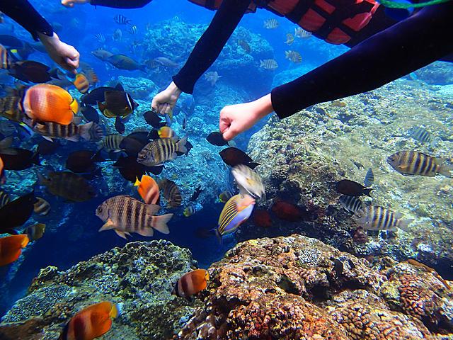 我国明确生物多样性保护“路线图”（新华社）